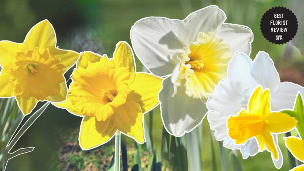 Why are jonquils also called daffodils