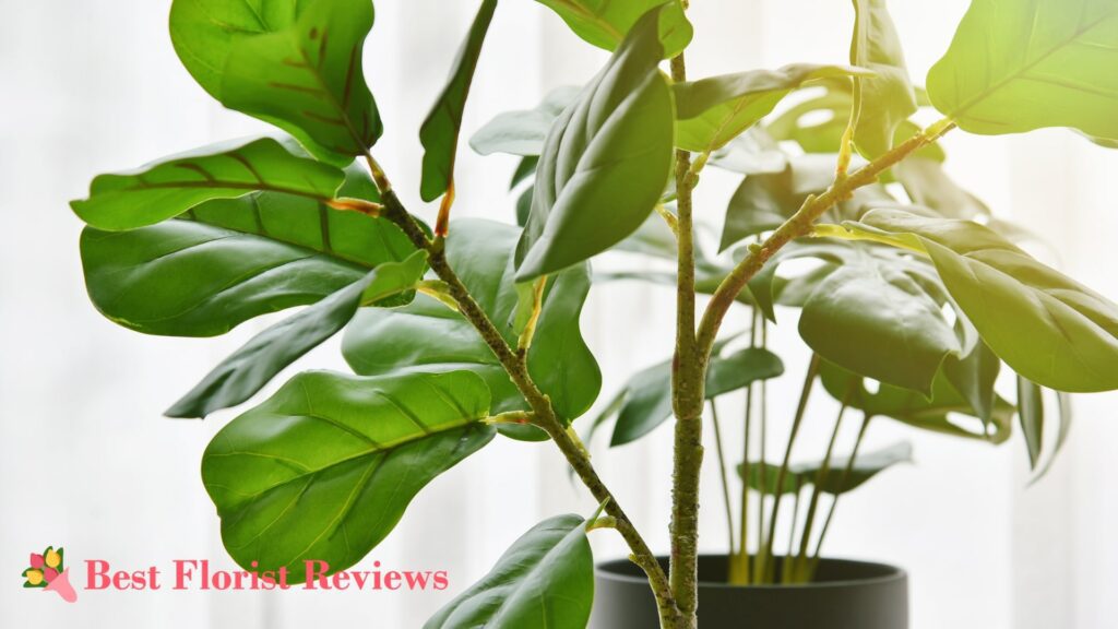 Yellow Troubles 10 Causes of Fiddle Leaf Figs Yellow Leaves