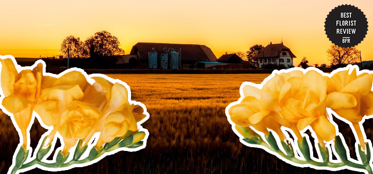 How can freesia flowers be used in gardening and landscaping