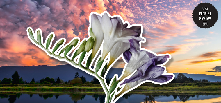 How did the freesia flower get its name