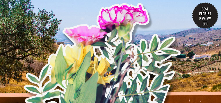 What are the botanical origins of the freesia flower