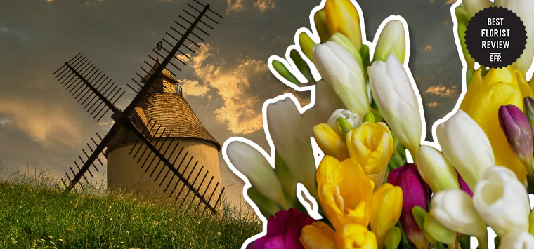 What are the cultural associations of freesia flowers