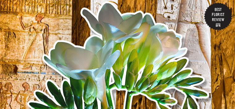 What did freesia flowers symbolize in various historical periods