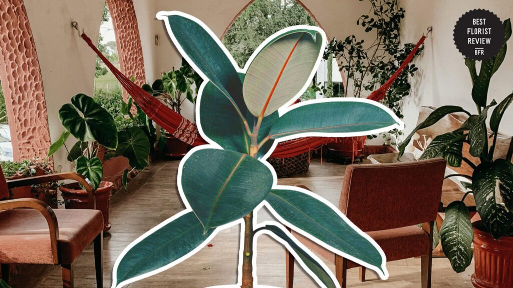 about-rubber-plants