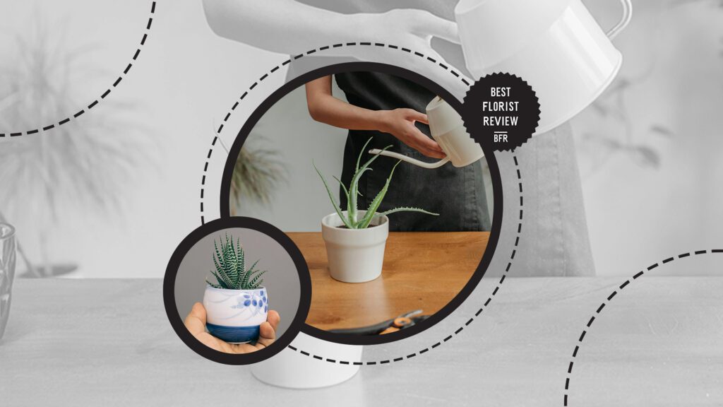 aloe-vera