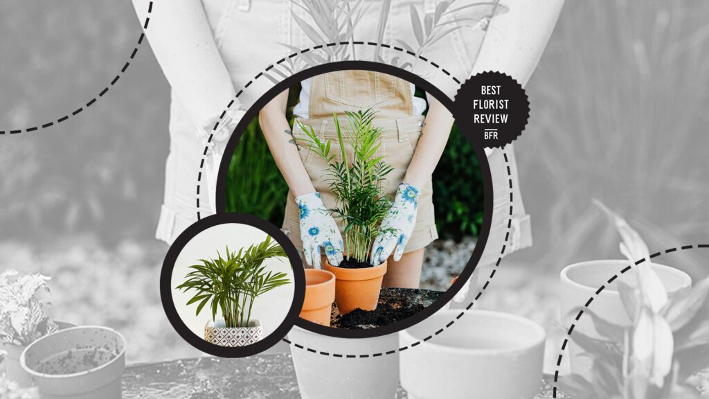 areca-plant