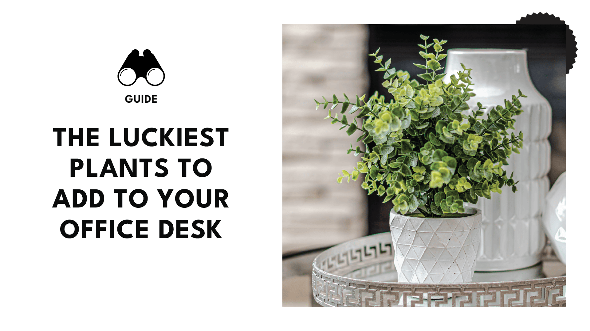 best-lucky-plants-for-office-desks-banner