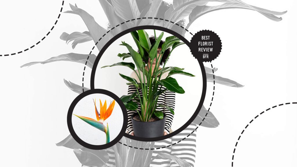 bird-of-paradise-post-repotting-care