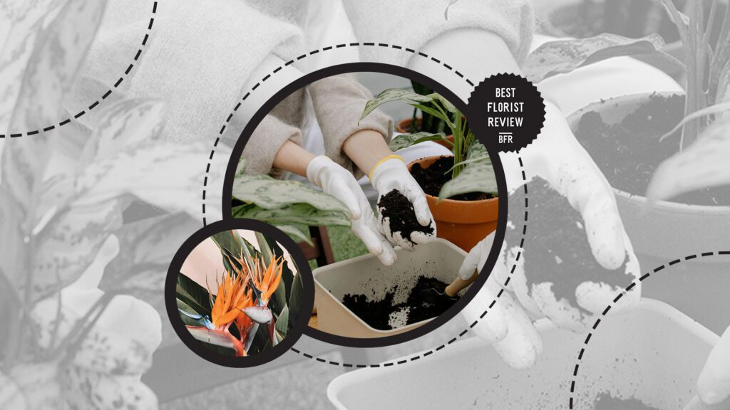 bird-of-paradise-repotting