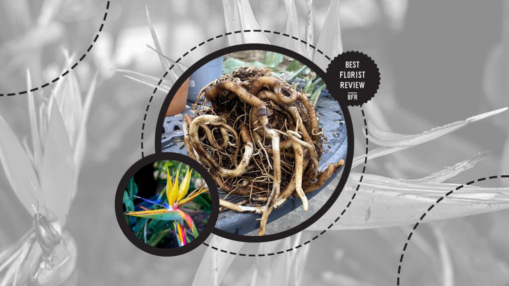 bird-of-paradise-root-bound