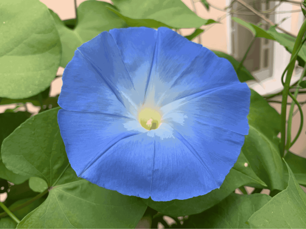 blue-morning-glory-flower