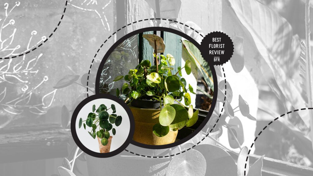 chinese-money-plant
