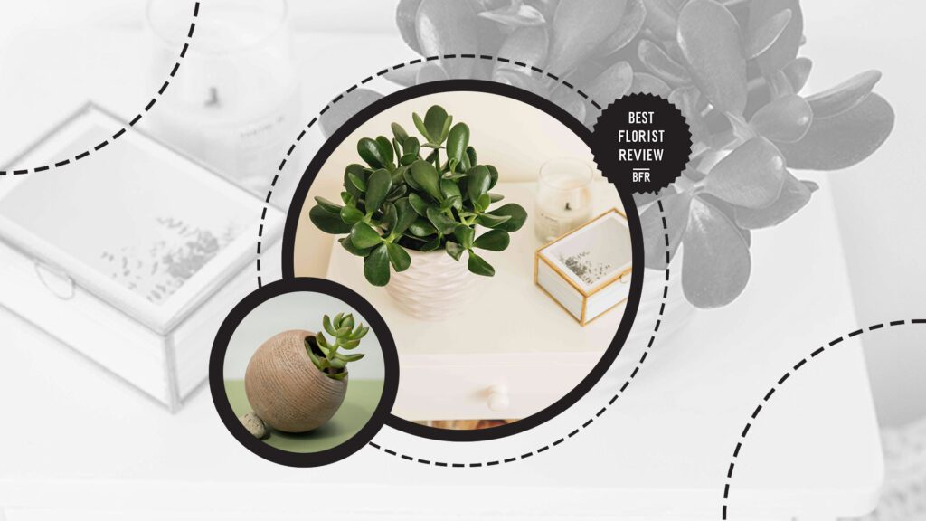 jade-plant
