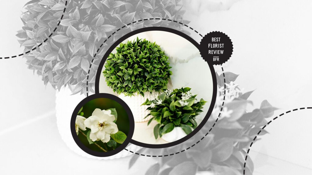 jasmine-plant
