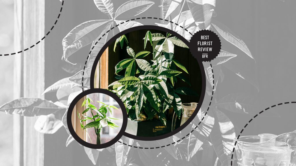 money-tree