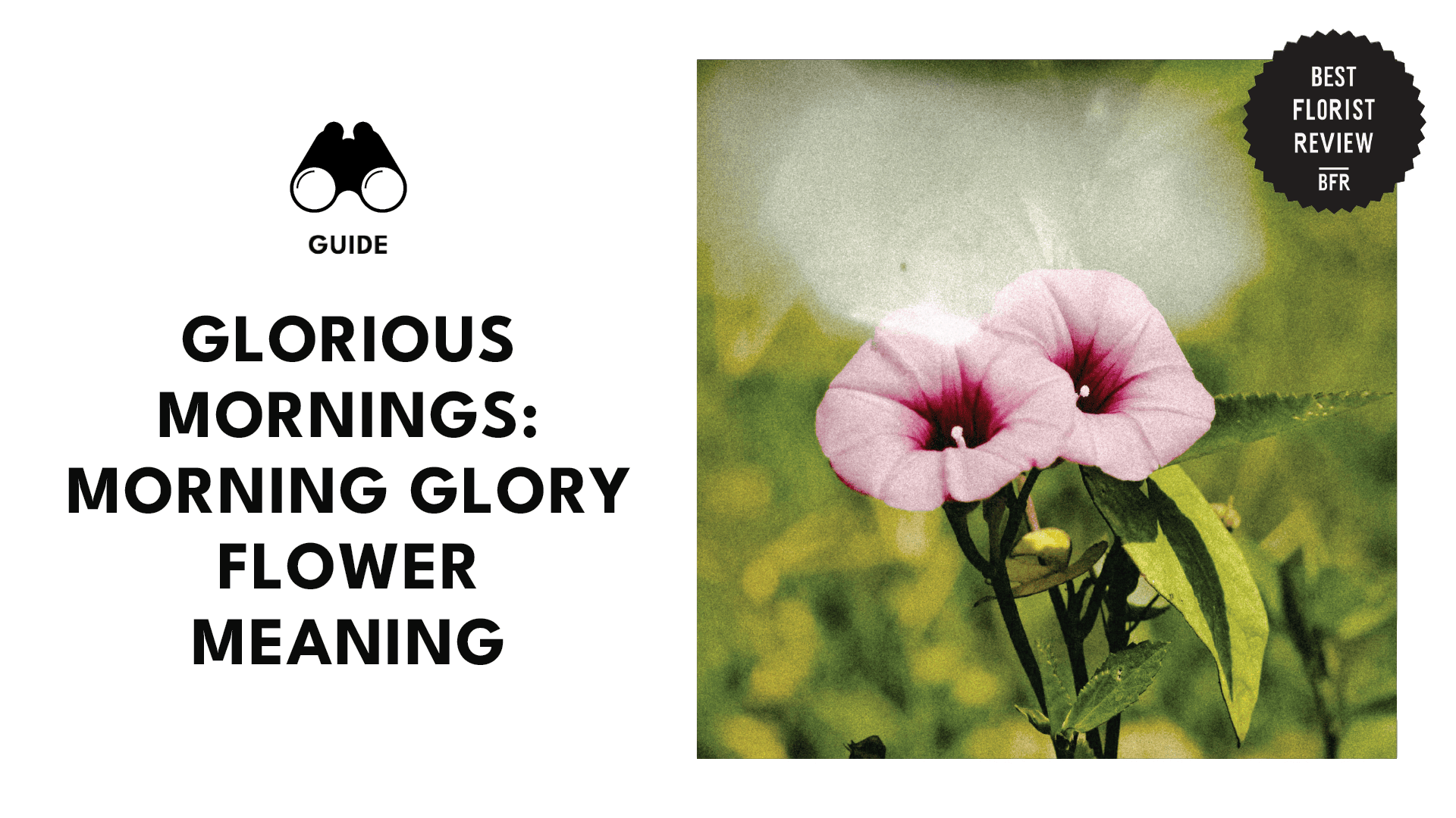 morning-glory-flower-banner