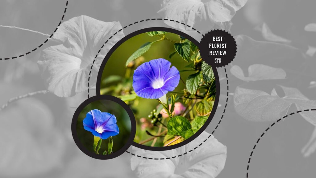 morning-glory-flower-botanical-origins