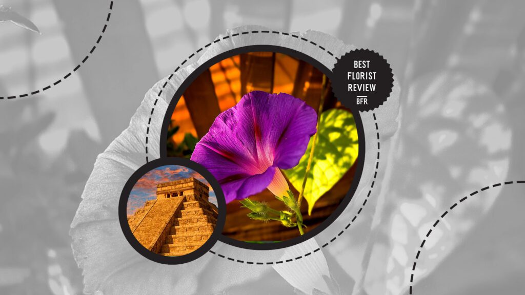 morning-glory-flower-cultural-associations