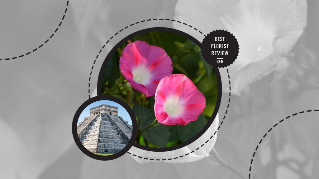 morning-glory-flower-in-historical-periods