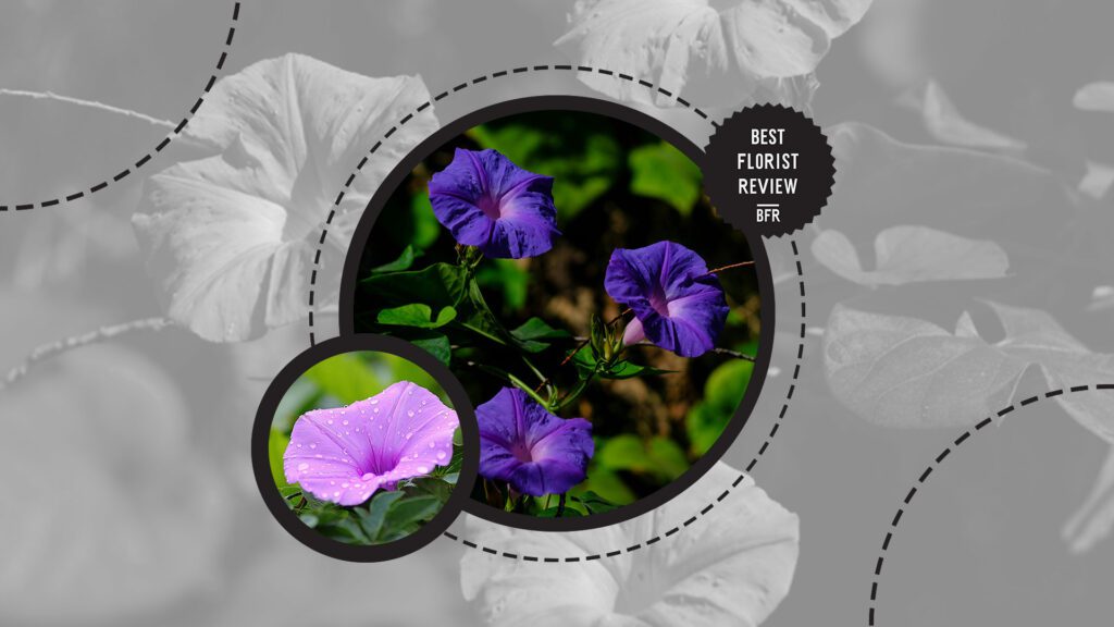 morning-glory-flower-name