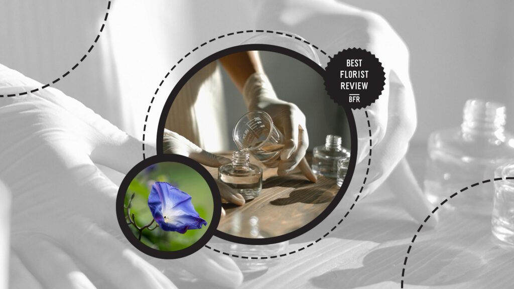 morning-glory-flower-uses