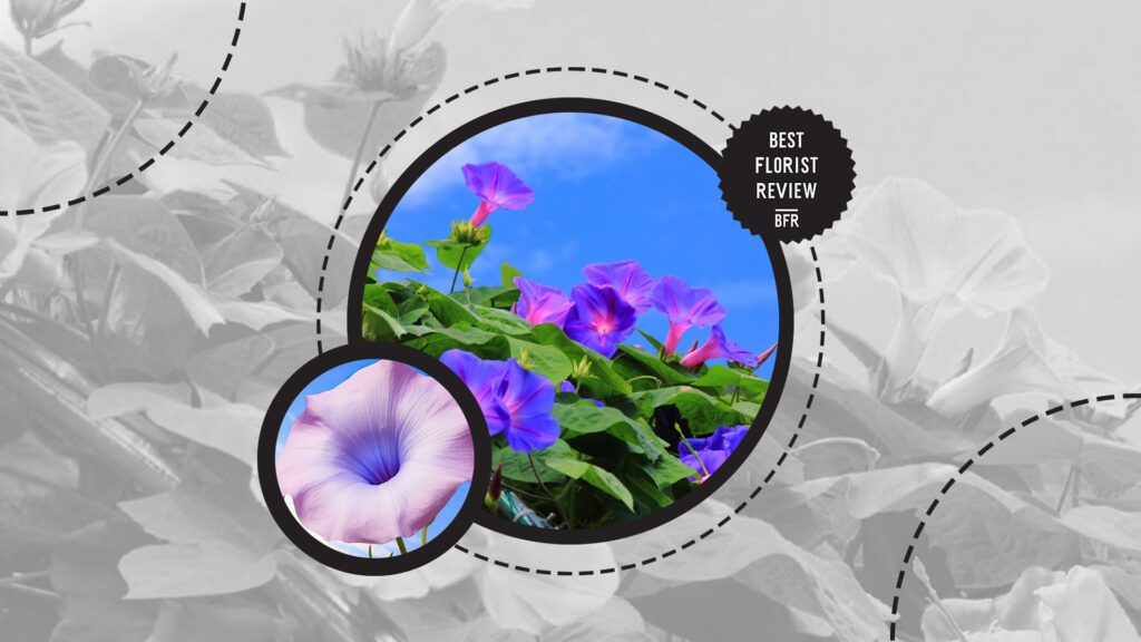 morning-glory-flowers-mean
