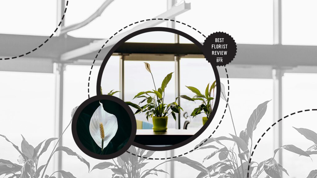 peace-lily