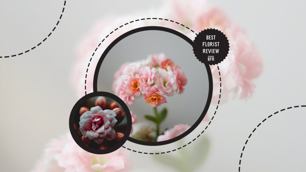 pink-begonias