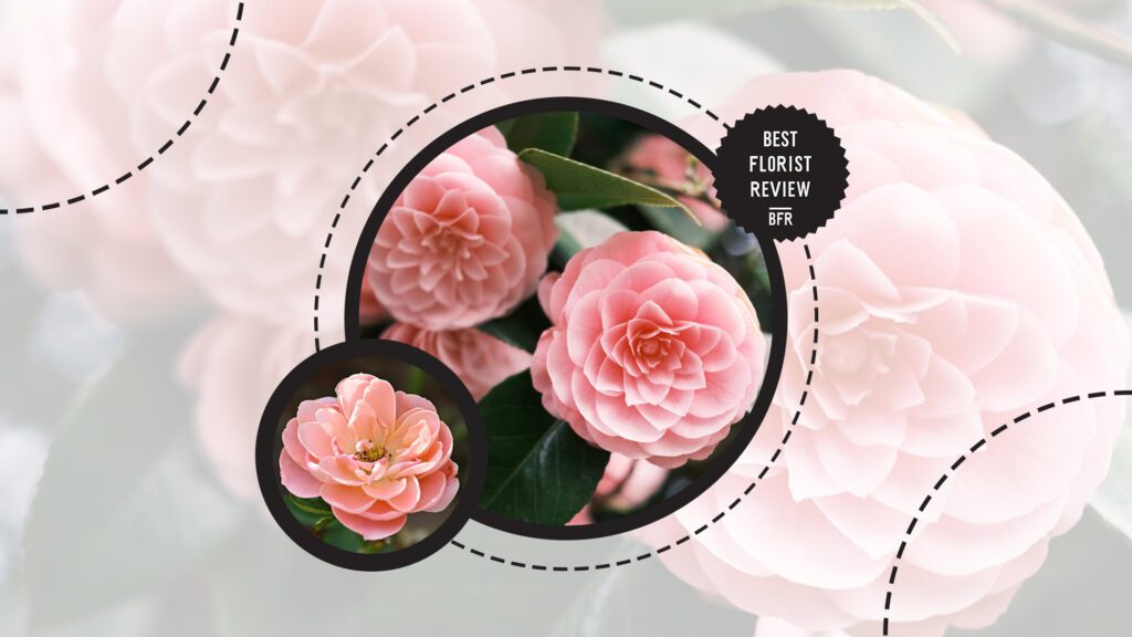 pink-camellias