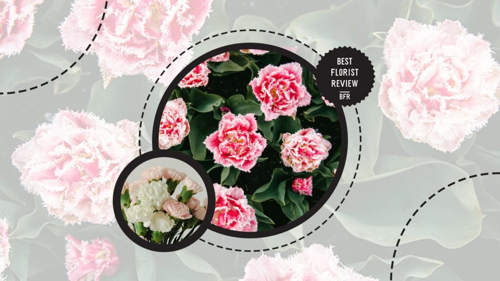 pink-carnations