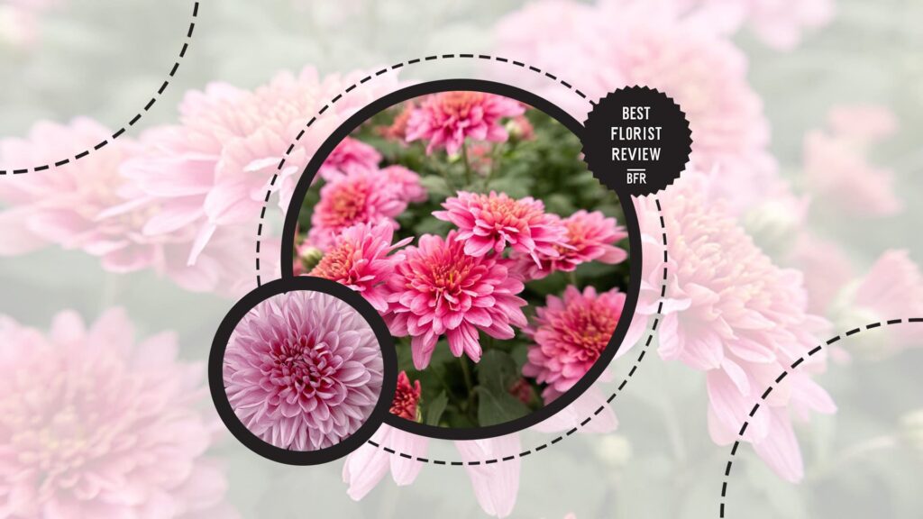 pink-chrysanthemums