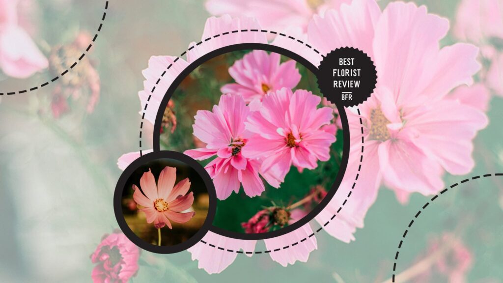 pink-cosmos
