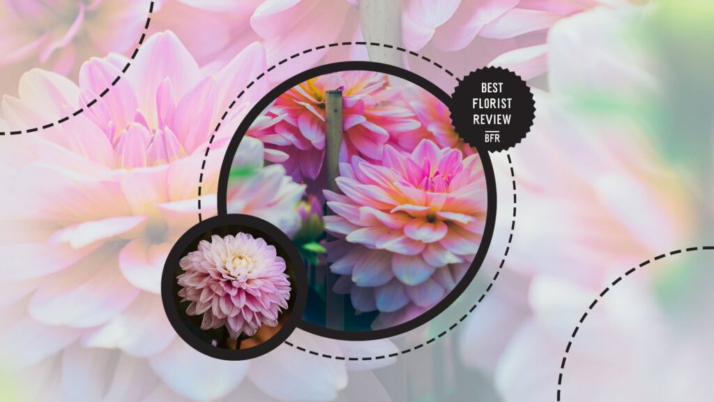 pink-dahlias