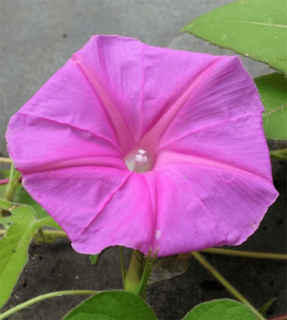 pink-morning-glory-flower