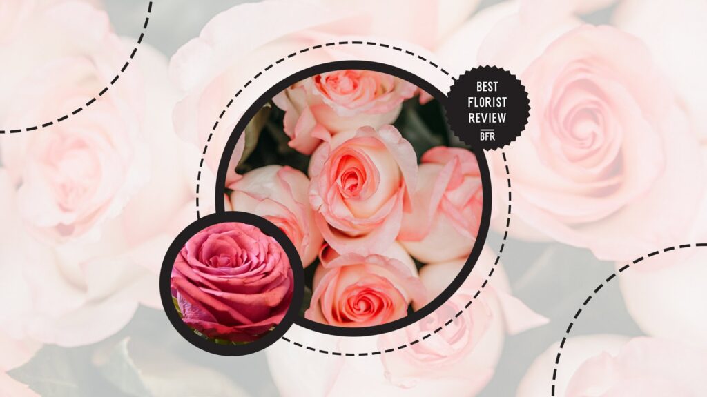 pink-roses