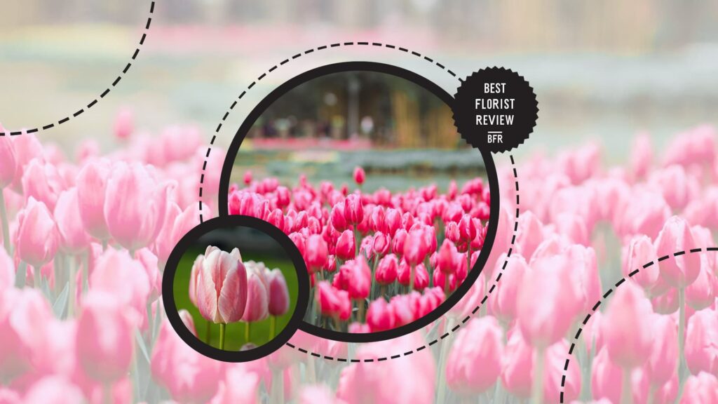 pink-tulips