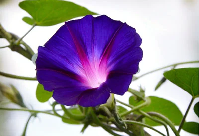 purple-morning-glory-flower