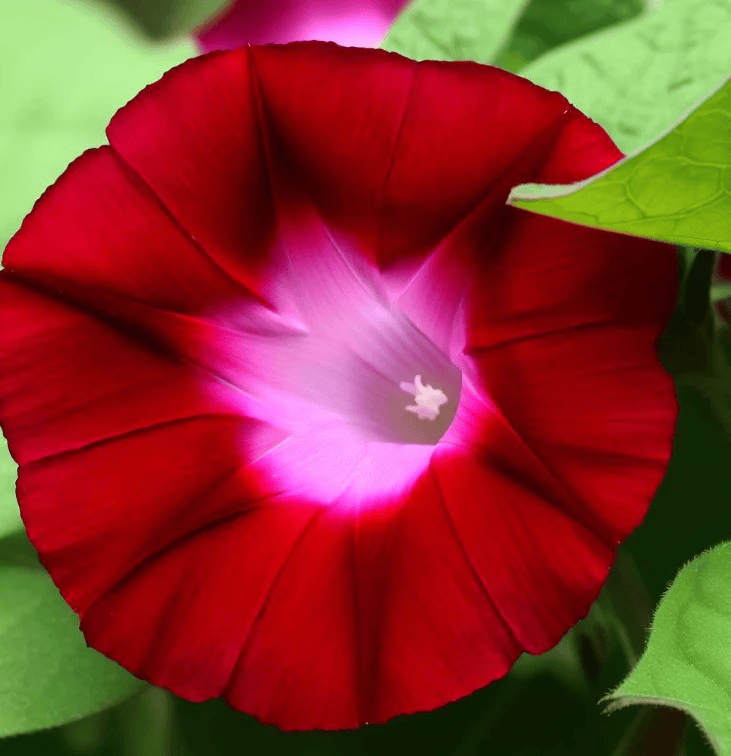 red-morning-glory-flower