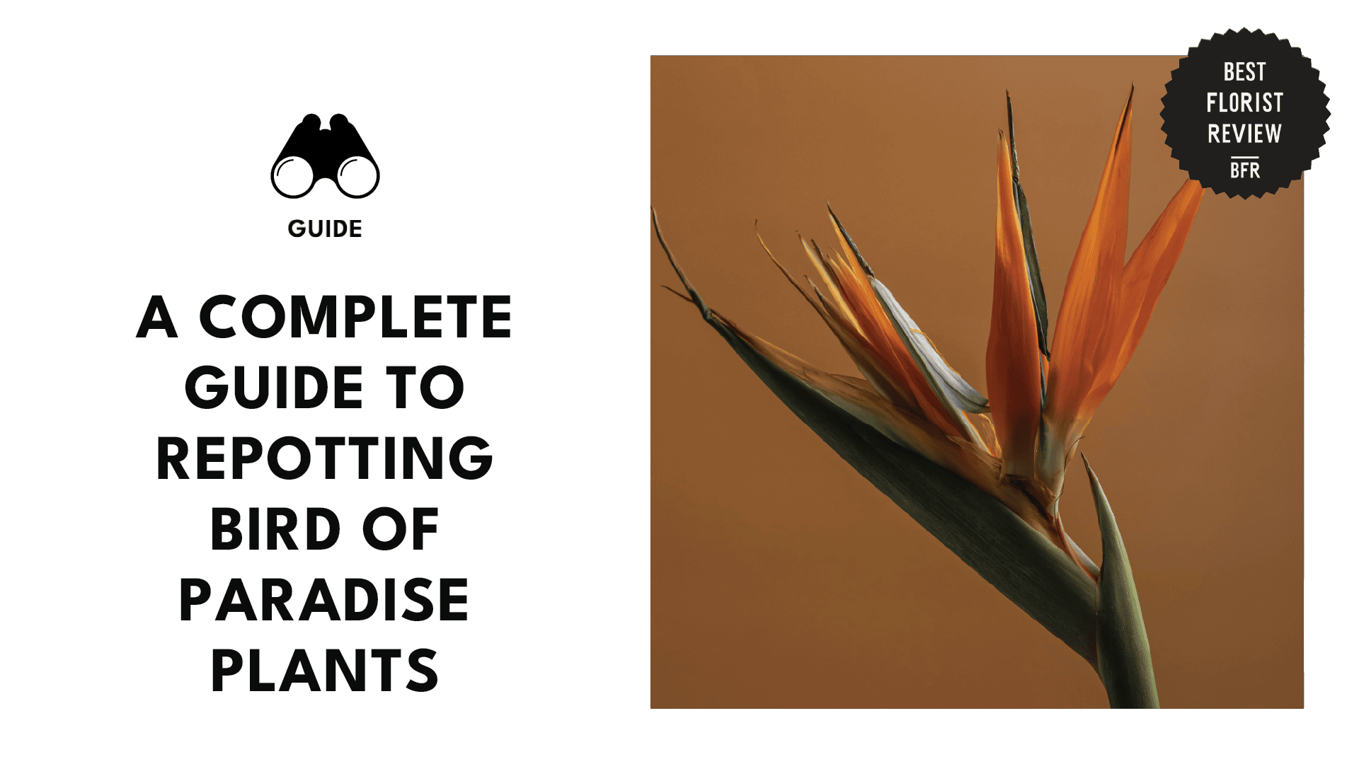 repotting-bird-of-paradise-banner