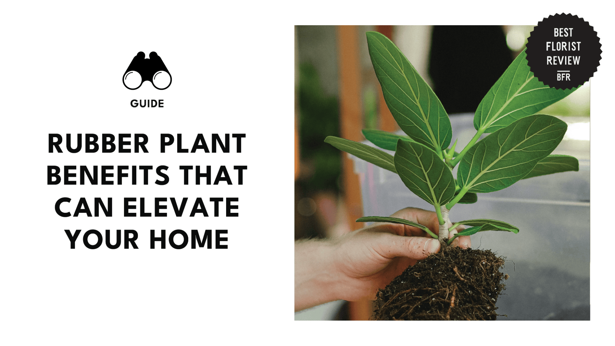 rubber-plants-benefits-banner