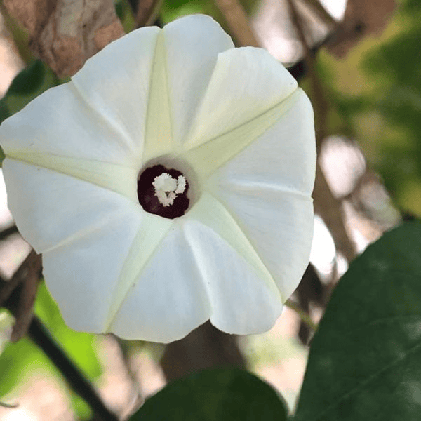 white-morning-glory-flower