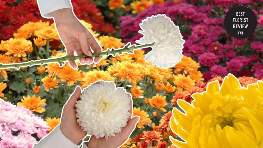 chrysanthemums