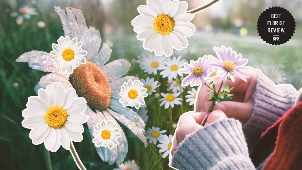 daisies