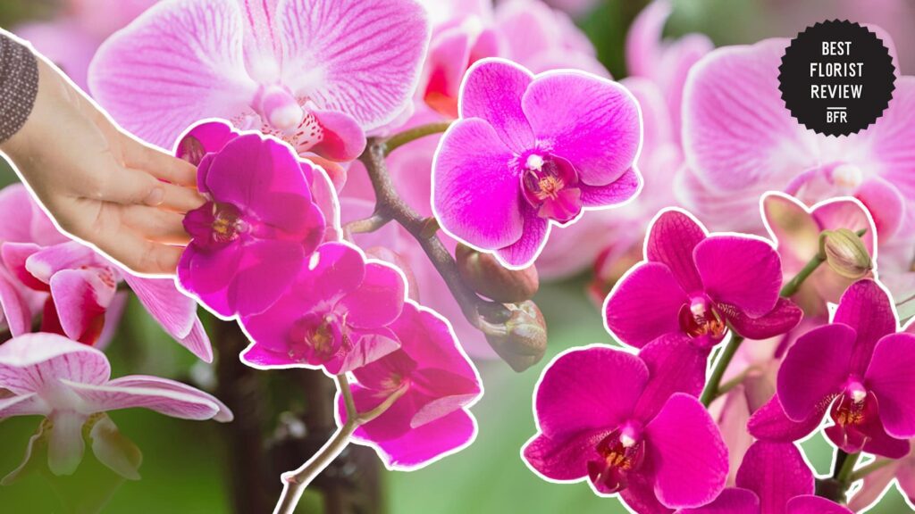 orchids