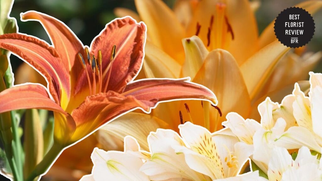 peruvian-lily