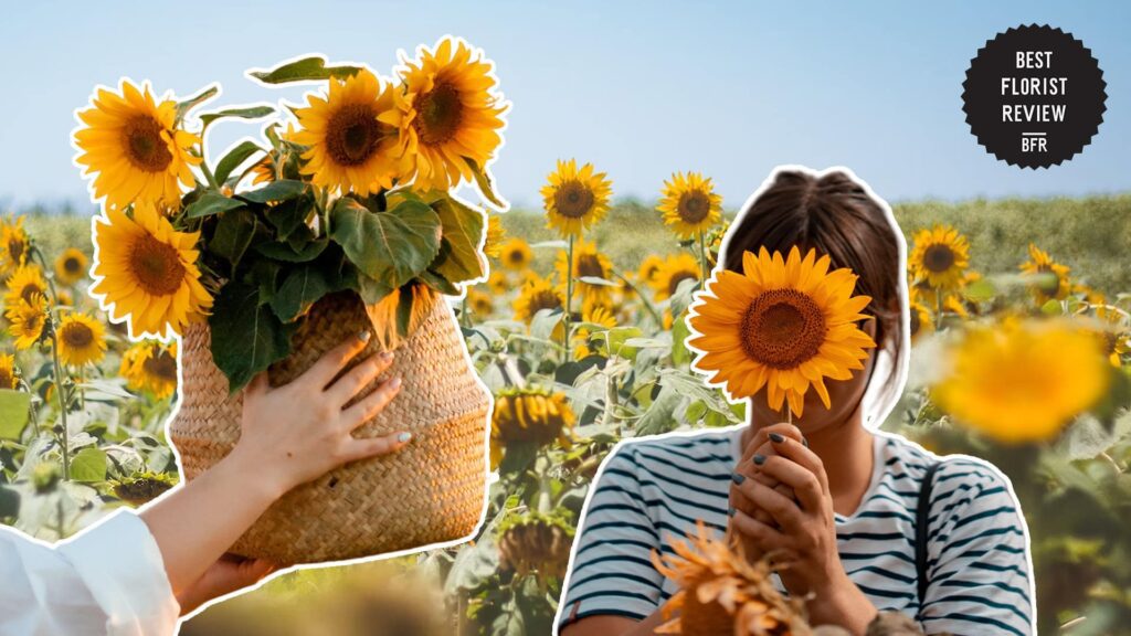 sunflowers