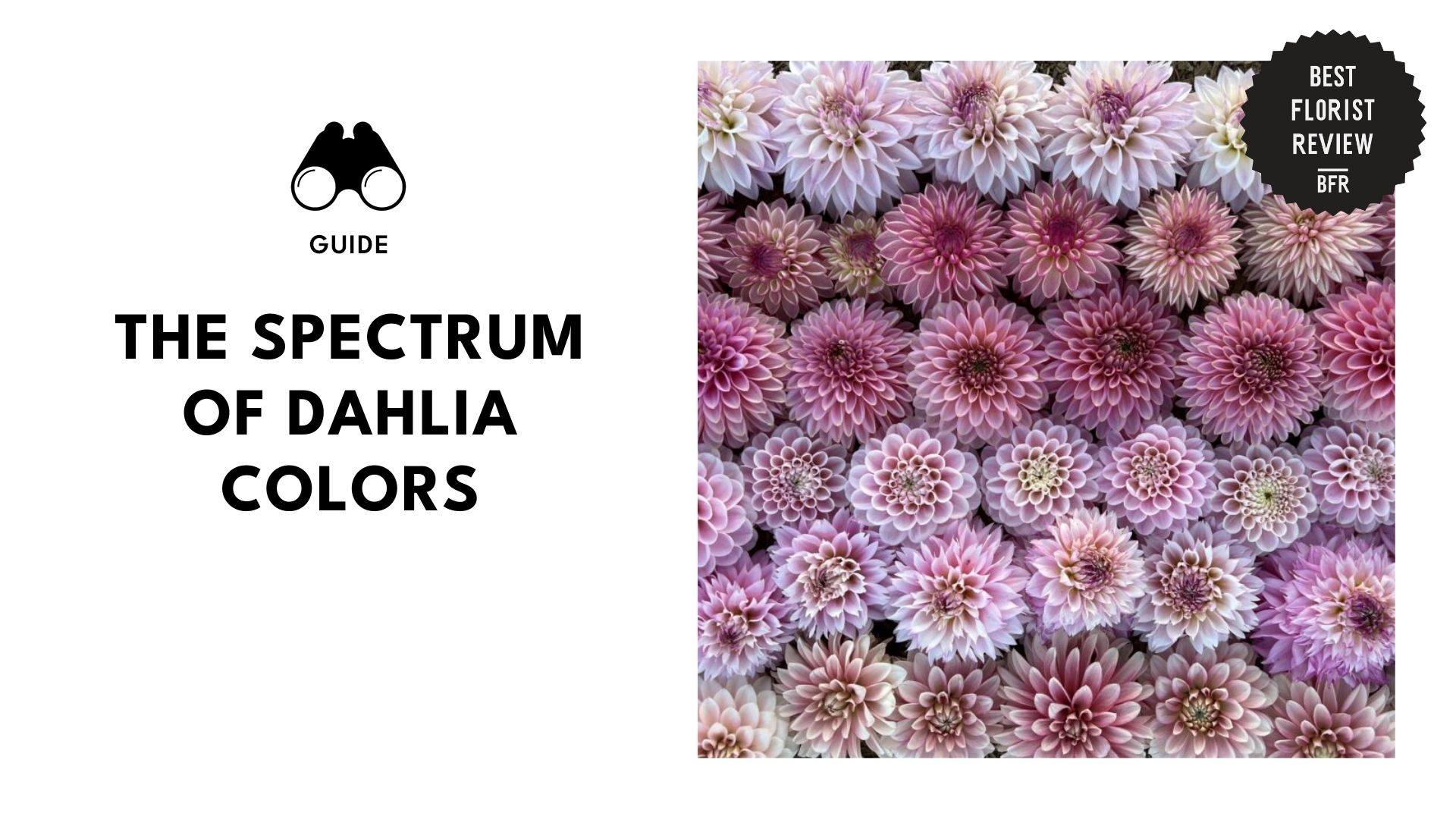 colors-of-dahlias-banner
