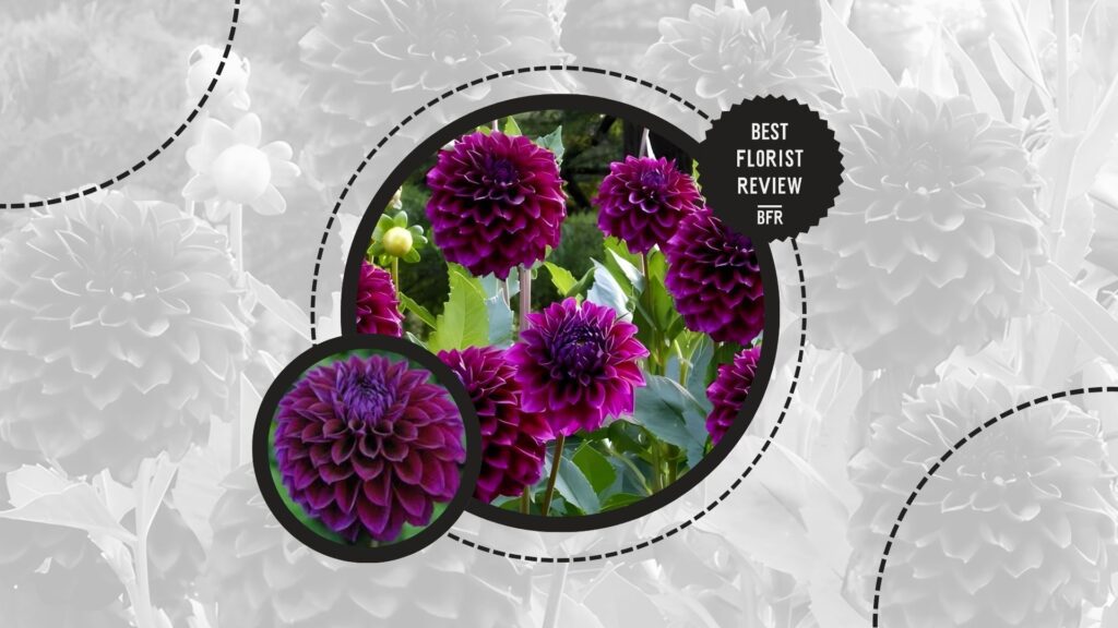dahlia-colors-dark-blend