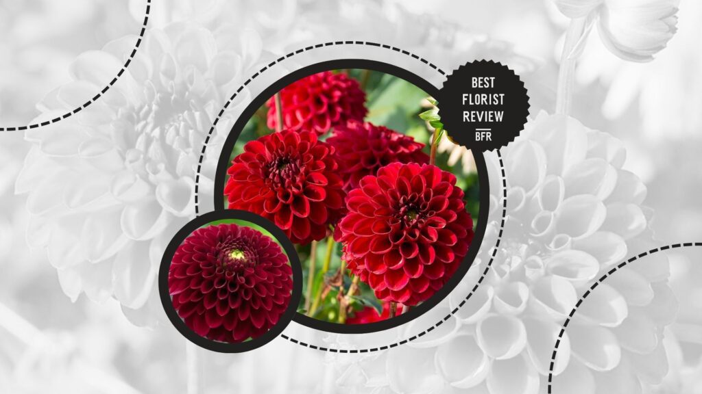 dahlia-colors-dark-red