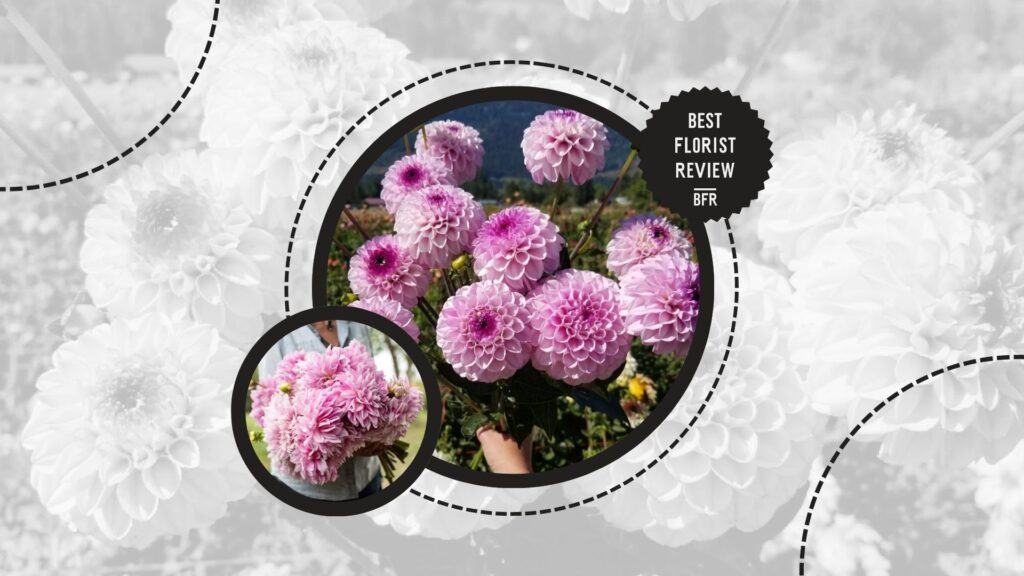 dahlia-colors-lavender